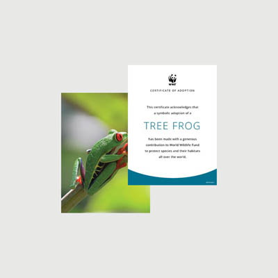 red eyed tree frog Photo + certificate adoption kit