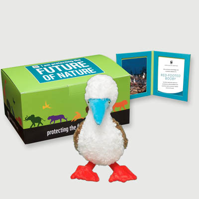 red footed booby Plush, box + frame adoption kit