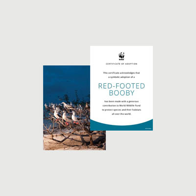 red footed booby Photo + certificate adoption kit