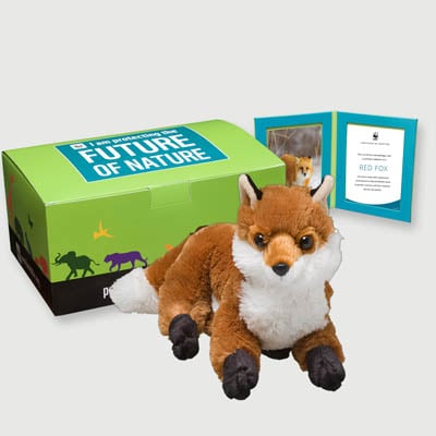 red fox Plush, box + frame adoption kit