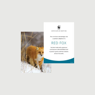 red fox Photo + certificate adoption kit