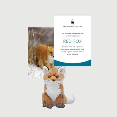 red fox Mini plush adoption kit