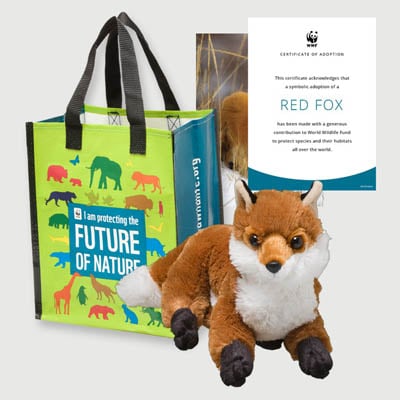 red fox Plush adoption kit