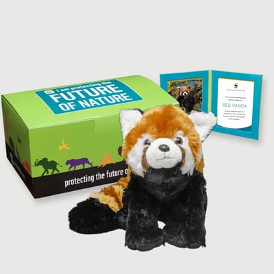 red panda Plush, box + frame adoption kit