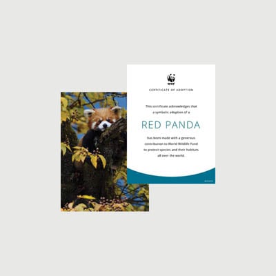 red panda Photo + certificate adoption kit