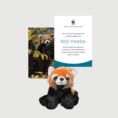 red panda Mini plush adoption kit