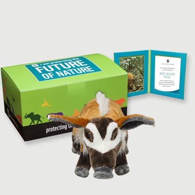 red river hog Plush, box + frame adoption kit
