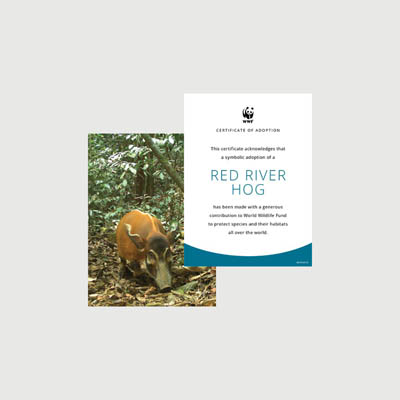red river hog Photo + certificate adoption kit