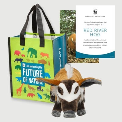 red river hog Plush adoption kit