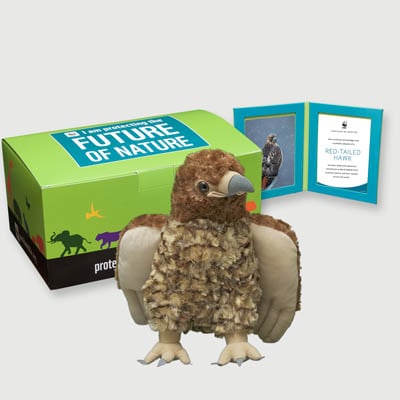 red tailed hawk Plush, box + frame adoption kit