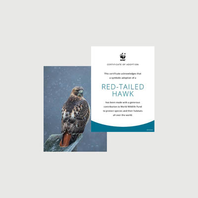 red tailed hawk Photo + certificate adoption kit