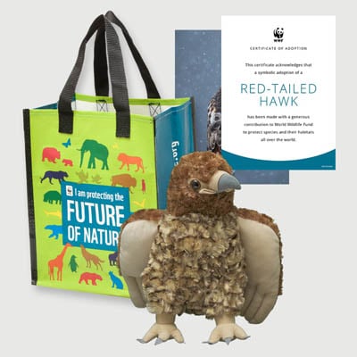 red tailed hawk Plush adoption kit