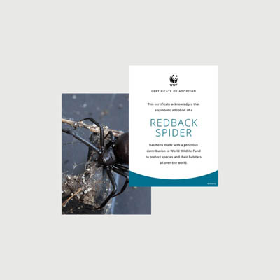 redback spider Photo + certificate adoption kit