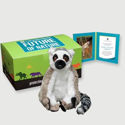 ring tailed lemur Plush, box + frame adoption kit