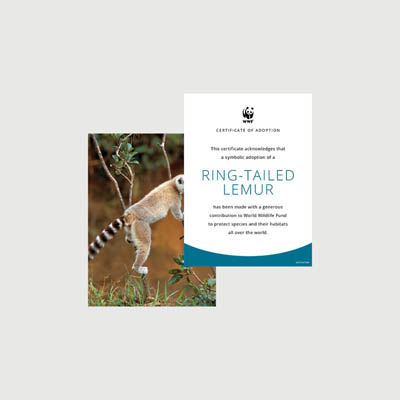 ring tailed lemur Photo + certificate adoption kit