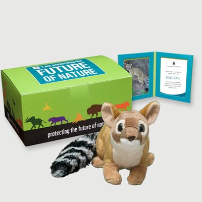 ringtail Plush, box + frame adoption kit
