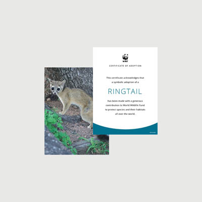ringtail Photo + certificate adoption kit