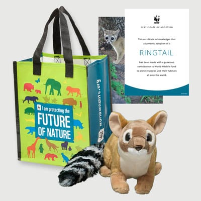 ringtail Plush adoption kit