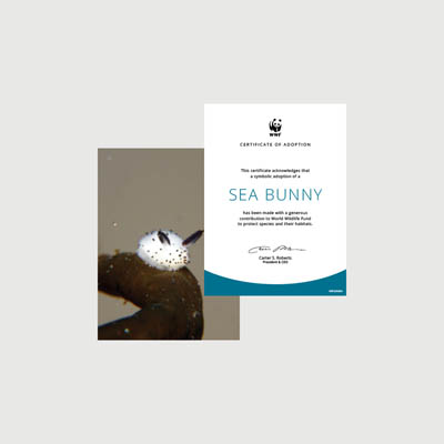 sea bunny Photo + certificate adoption kit