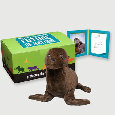 sea lion Plush, box + frame adoption kit