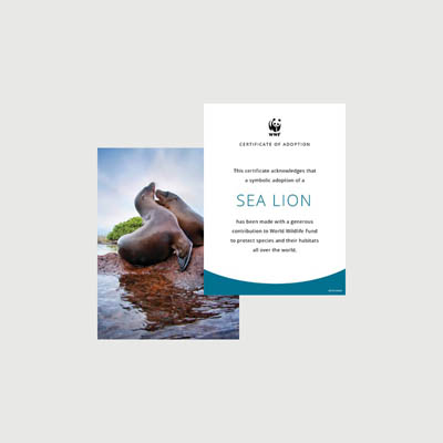 sea lion Photo + certificate adoption kit