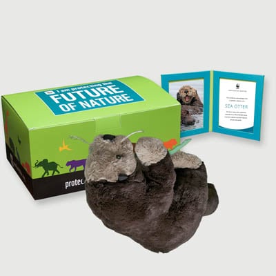 sea otter Plush, box + frame adoption kit