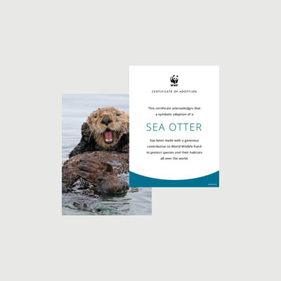 sea otter Photo + certificate adoption kit