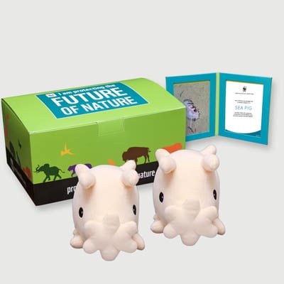 sea pig Plush, box + frame adoption kit
