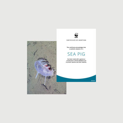 sea pig Photo + certificate adoption kit