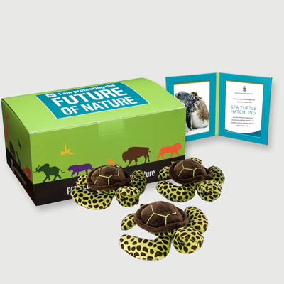 sea turtle hatchling Plush, box + frame adoption kit
