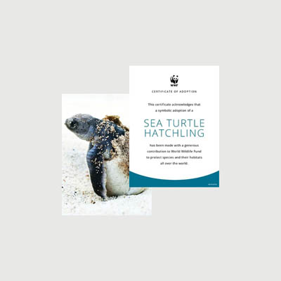 sea turtle hatchling Photo + certificate adoption kit