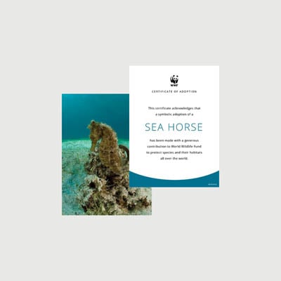 seahorse Photo + certificate adoption kit