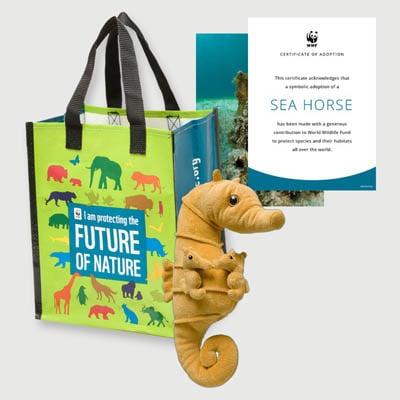 seahorse Plush adoption kit