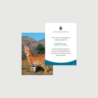serval Photo + certificate adoption kit