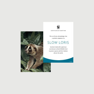slow loris Photo + certificate adoption kit