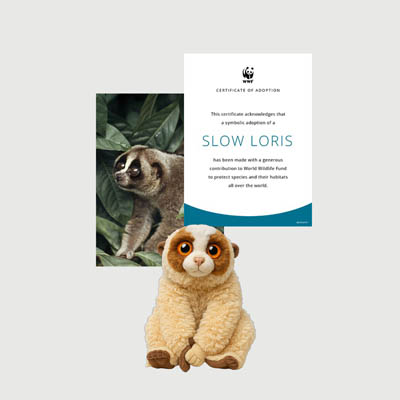 slow loris Mini plush adoption kit