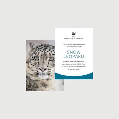 snow leopard Photo + certificate adoption kit