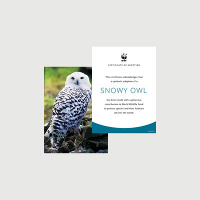 snowy owl Photo + certificate adoption kit