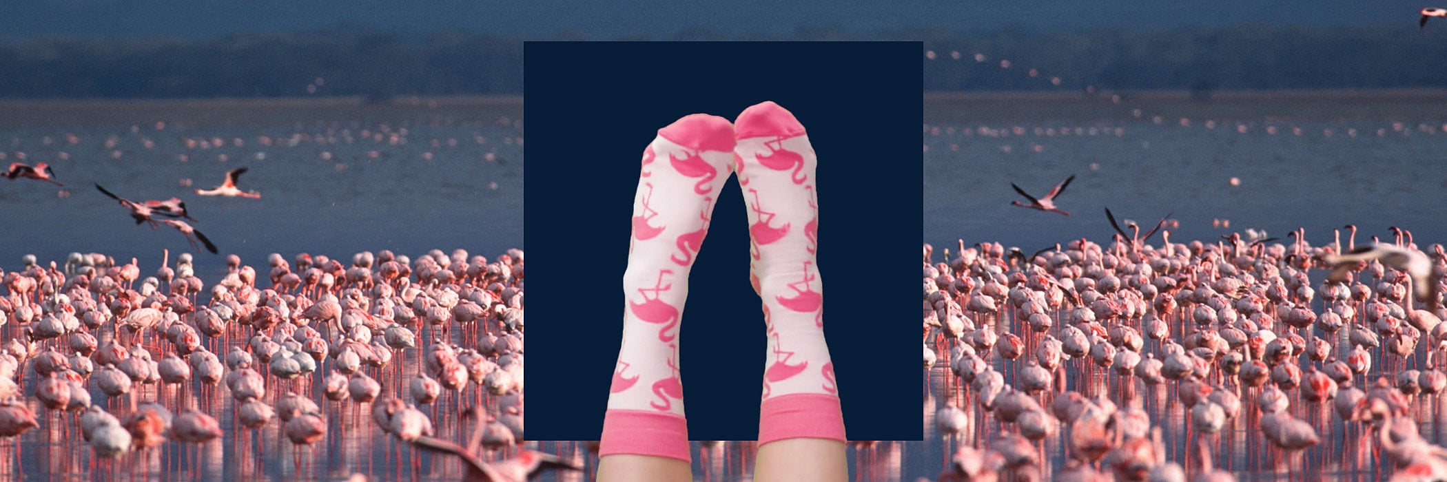Legs in the air with flamingo socks on blue square in front of many flamingos