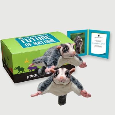sugar glider Plush, box + frame adoption kit