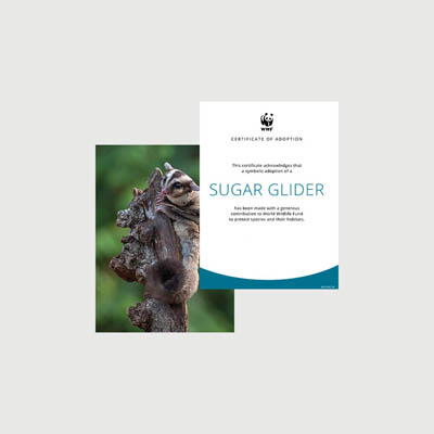 sugar glider Photo + certificate adoption kit