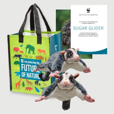 sugar glider Plush adoption kit
