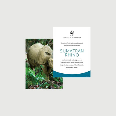 sumatran rhino Photo + certificate adoption kit