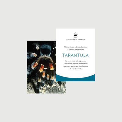 tarantula Photo + certificate adoption kit