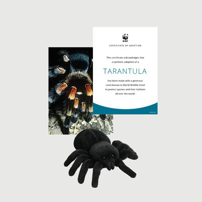 tarantula Mini plush adoption kit