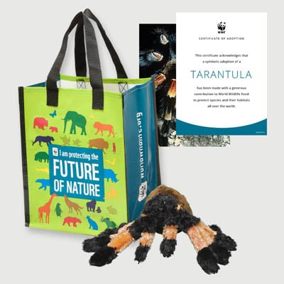 tarantula Plush adoption kit