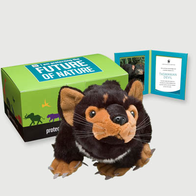 tasmanian devil Plush, box + frame adoption kit
