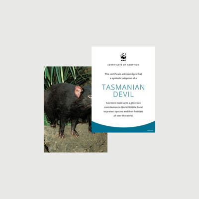 tasmanian devil Photo + certificate adoption kit
