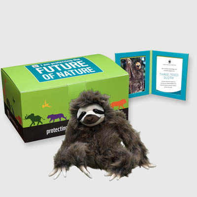 three toed sloth Plush, box + frame adoption kit