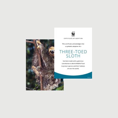 three toed sloth Photo + certificate adoption kit